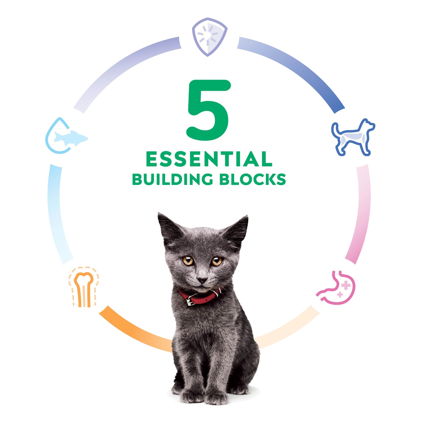 Hill's Science Kitten Indoor Dry Food