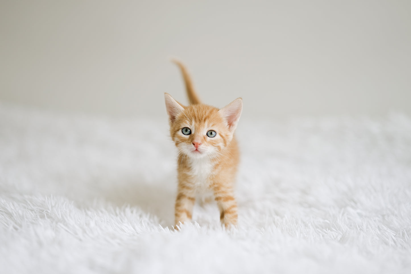 SHUTittybittyginger.jpg