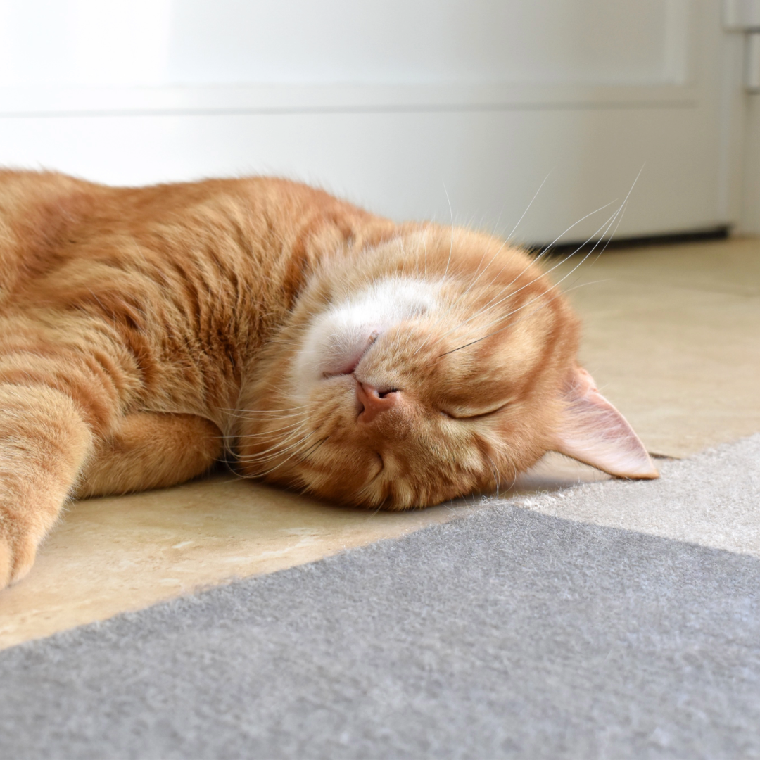 The Three Monthly WellCat Pack