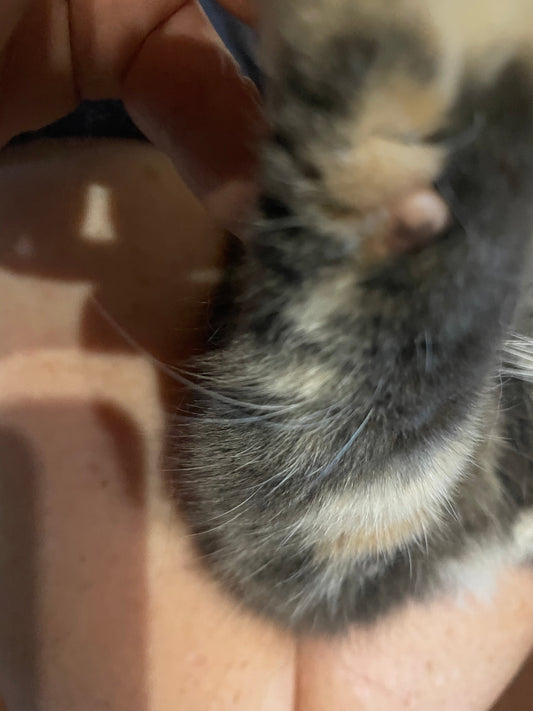 YOUR CAT HAS WHISKERS ON IT'S LEGS!