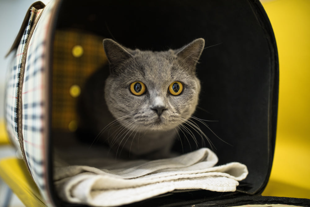 my cat's test was negative - was it worth it?