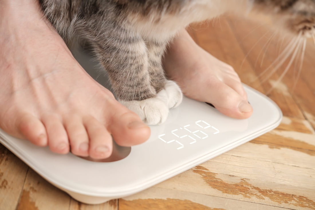 do you know what your cat weighs?