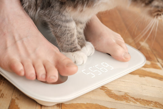 do you know what your cat weighs?