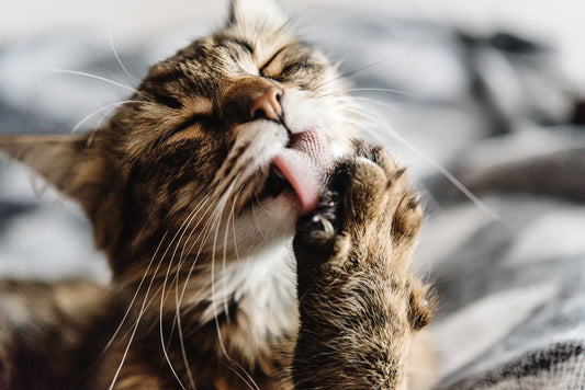 do i need to wash my cat?