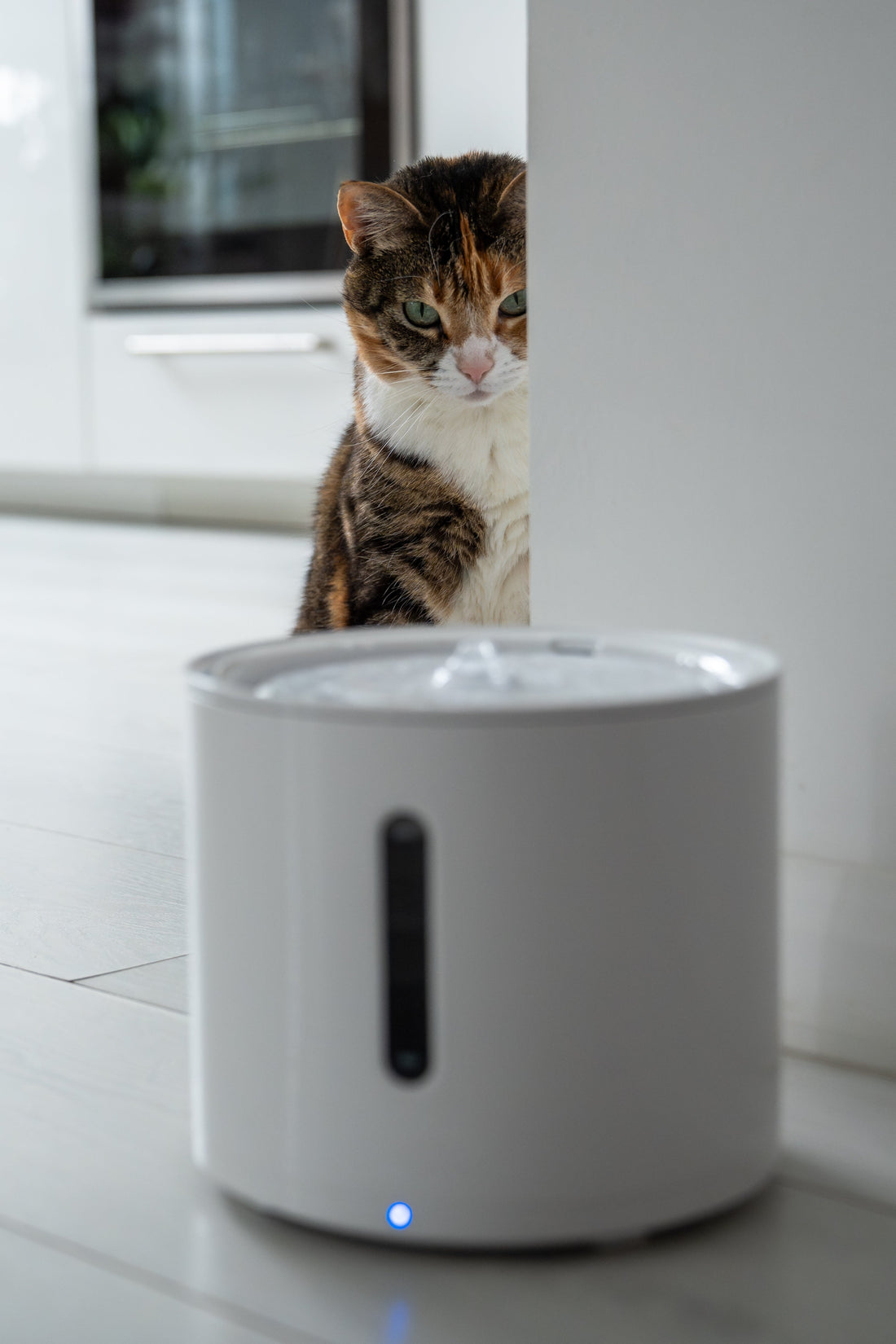 do i need a water fountain for my cat?
