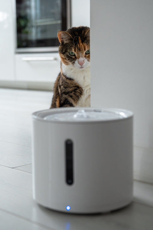 do i need a water fountain for my cat?