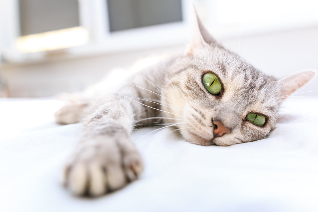 why does my cat sleep so much?