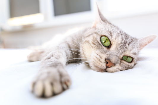 why does my cat sleep so much?