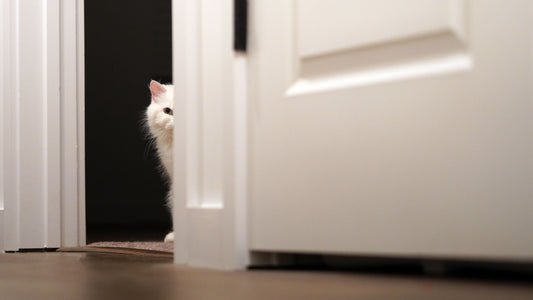why does my cat pause before walking through a door?