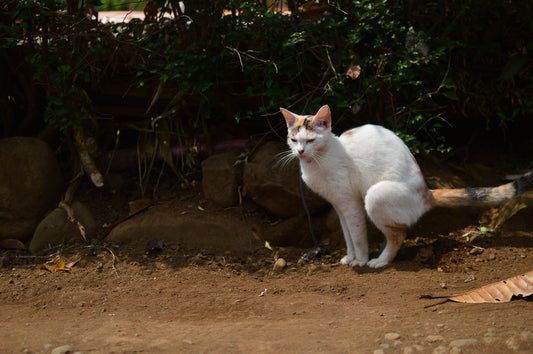 Cat toileting on bare soil in a garden