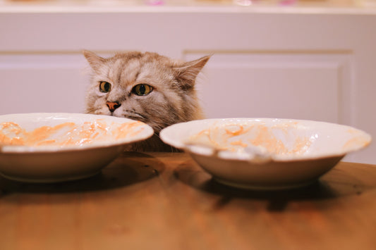 do you weigh your cat's food?