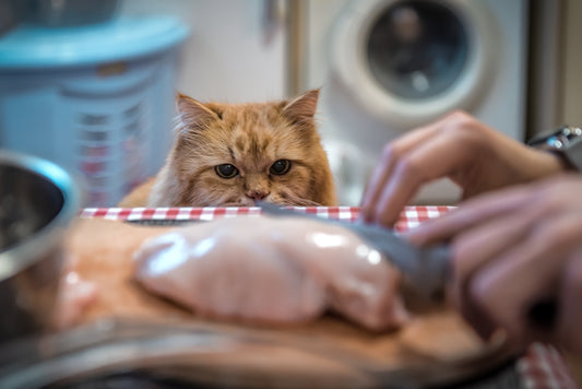 Do You Feed Your Cat's Soul?