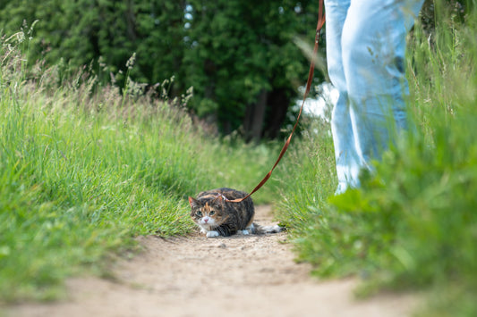NO! to Cat Harnesses and Walks