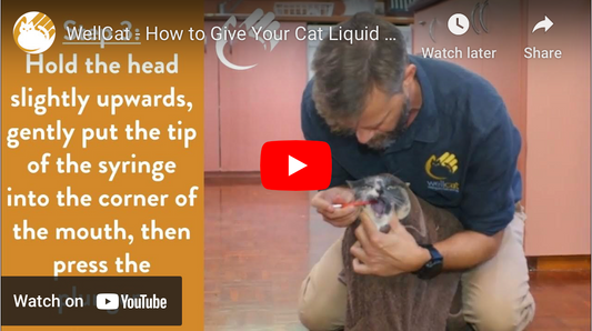 How to Give Your Cat Liquid Medication On Your Own