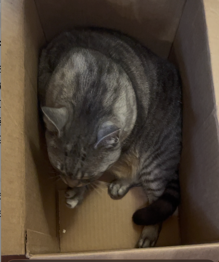 why is my cat sitting in a box?