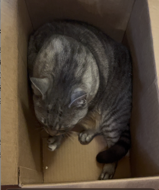 why is my cat sitting in a box?