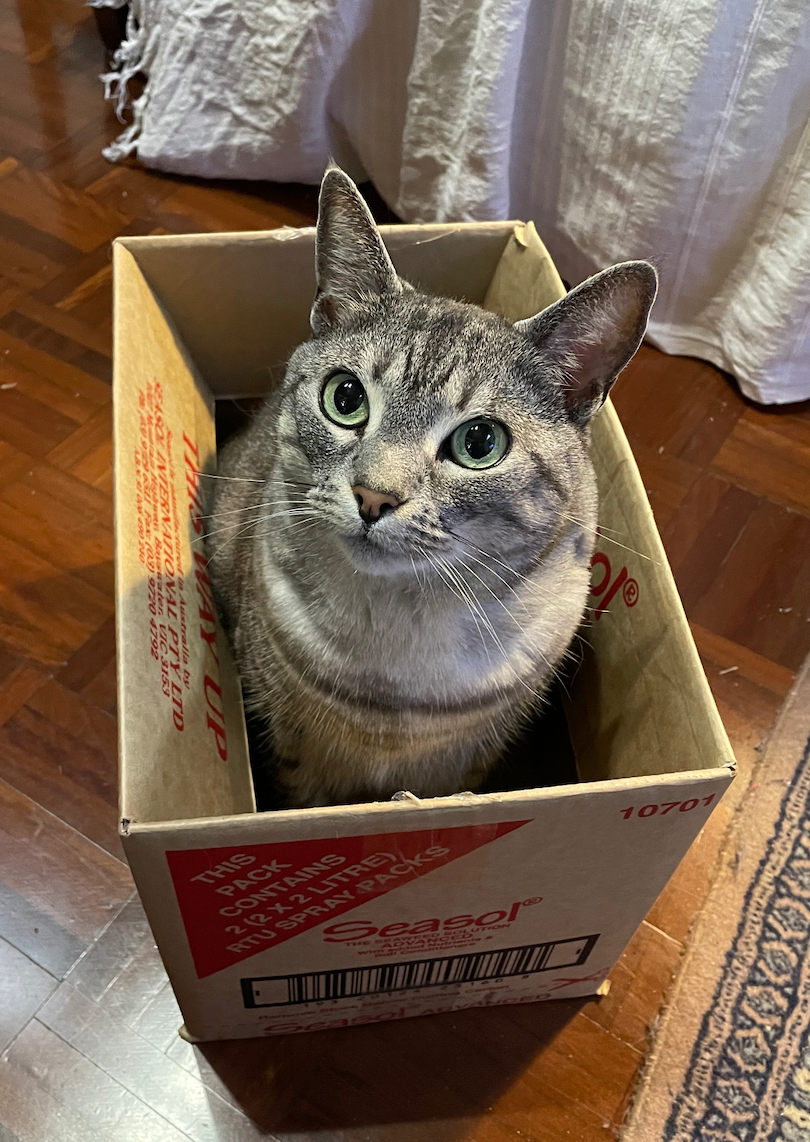 should i get my cat insured?