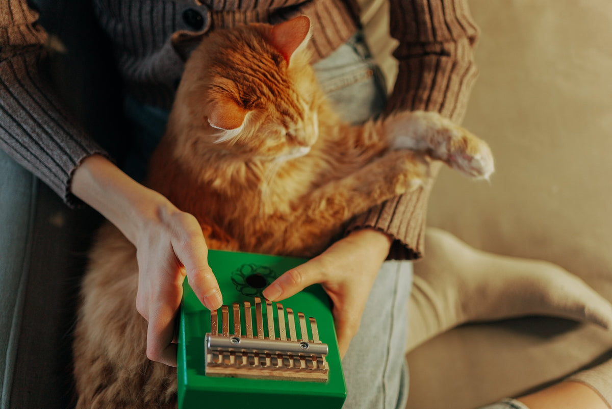 Collections – WellCat