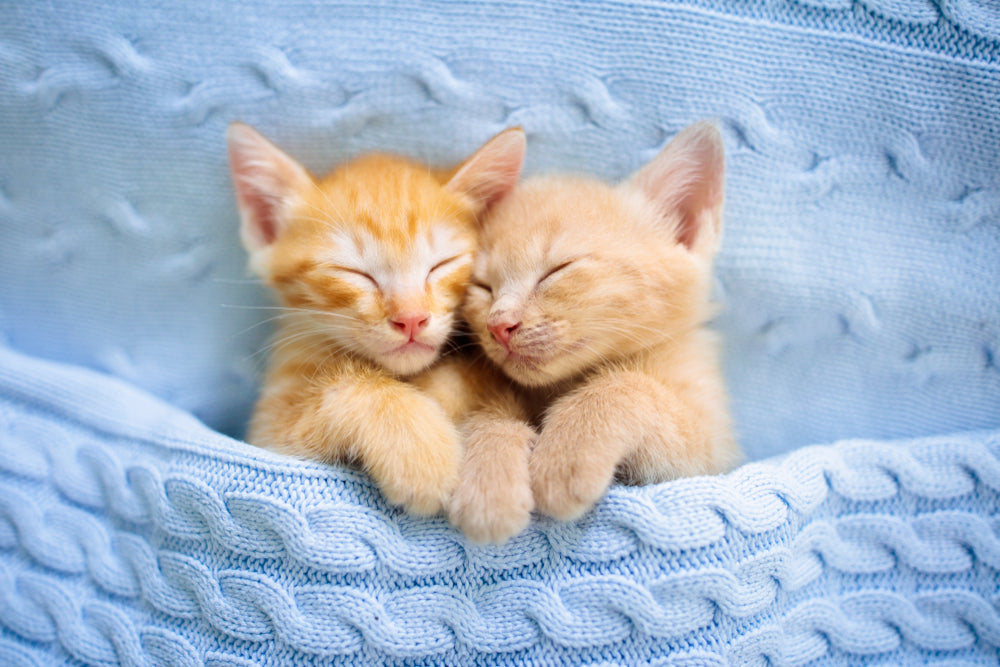 Kitten Calming