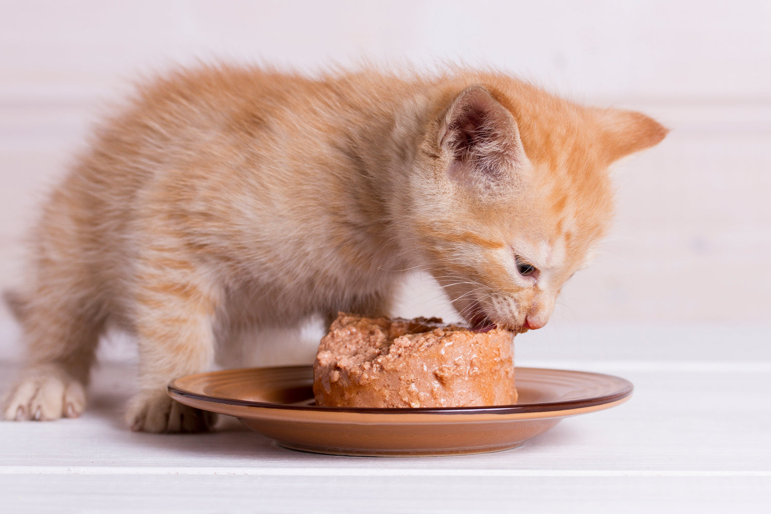 Kitten Food