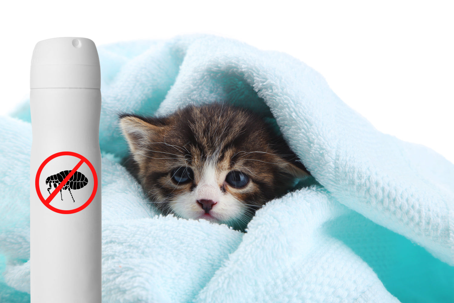 Parasite Prevention for Kittens