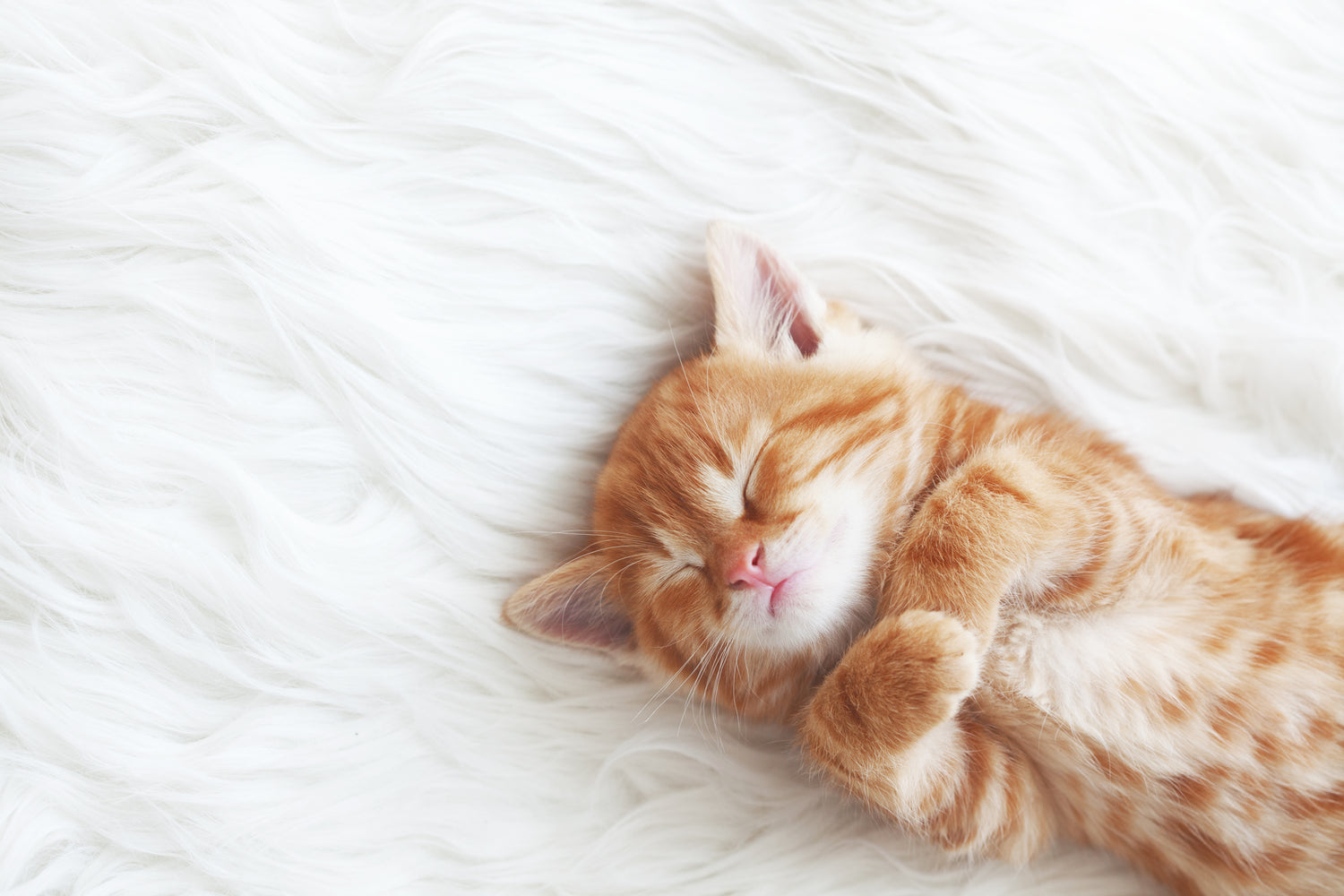 Kittens