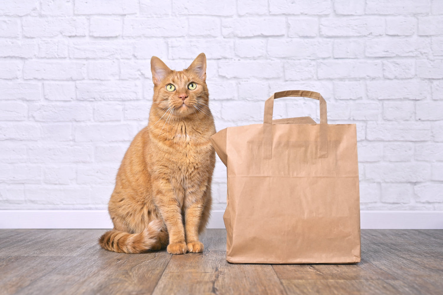 For Cat lovers