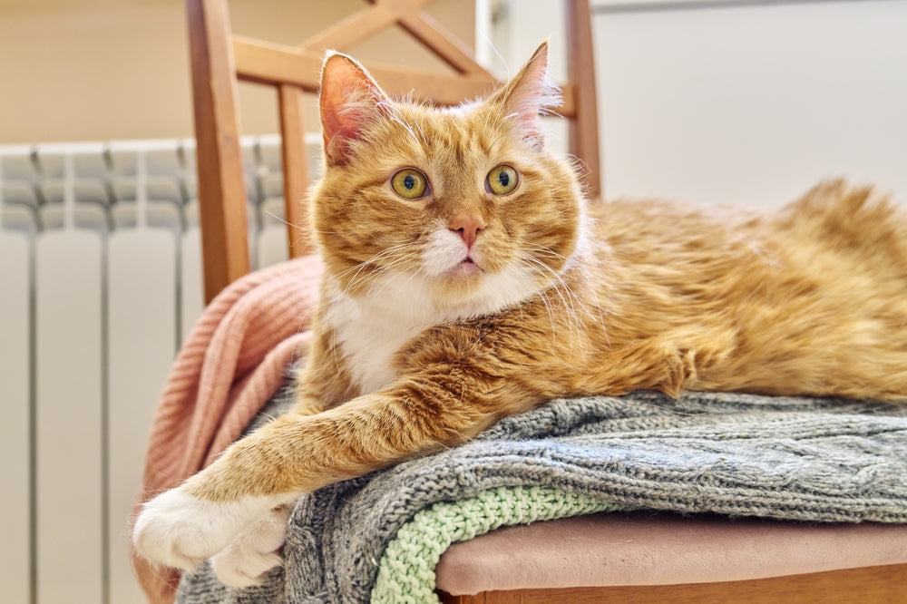 Mature ginger cat sitting on blankets on a chair