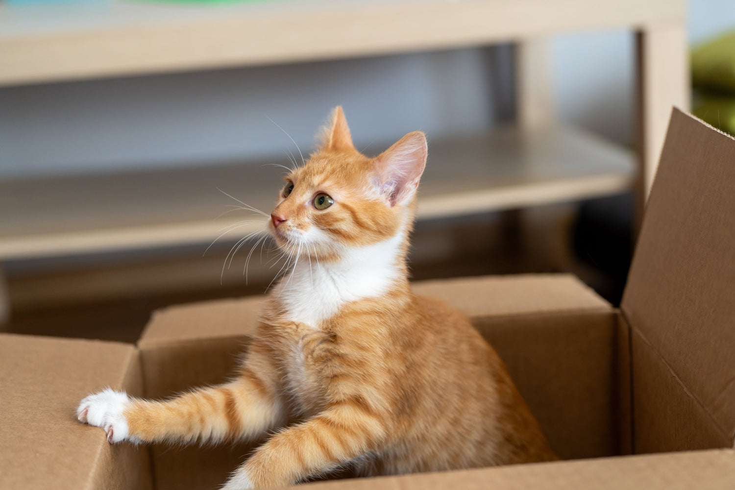 Young ginger cat coming out of a cardboard box