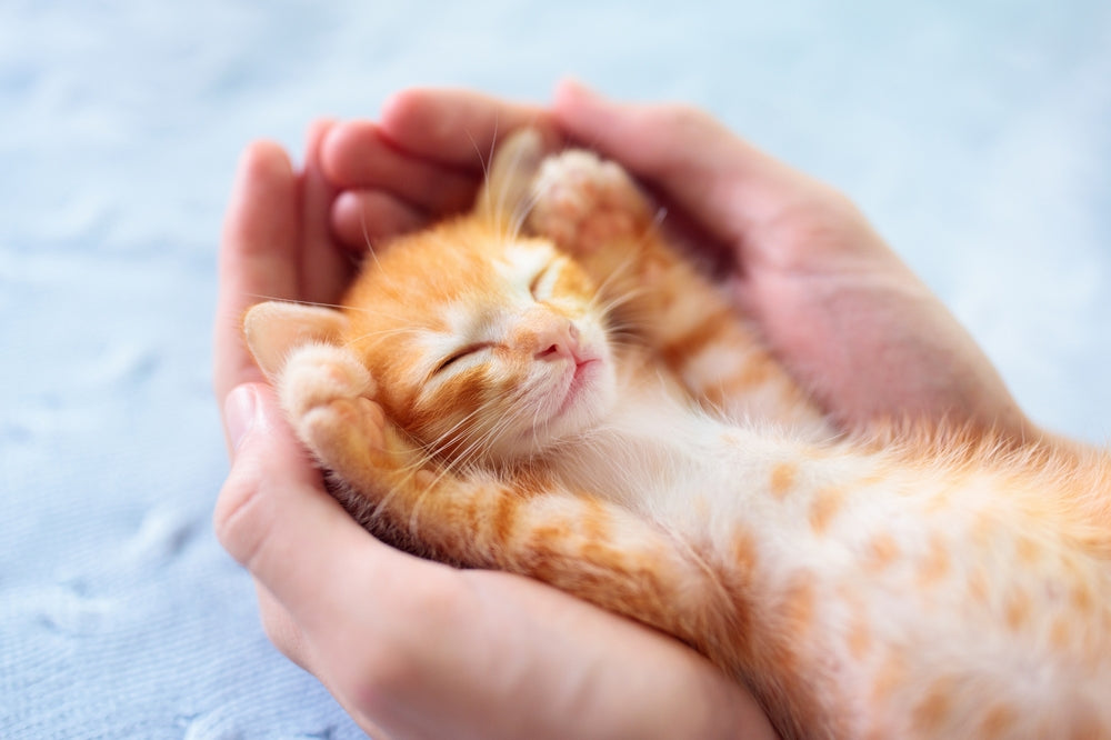 Collections – WellCat