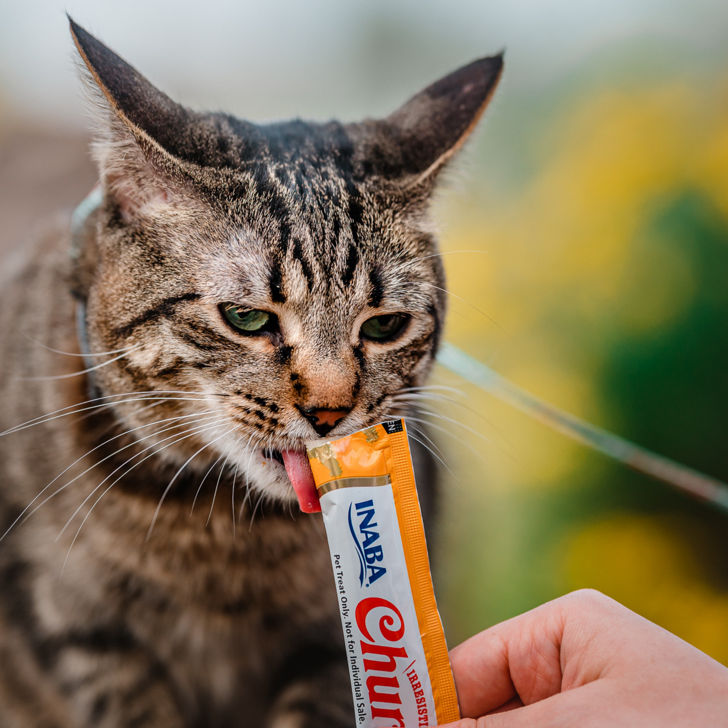 Churu Tuna Recipe Puree Cat Treats