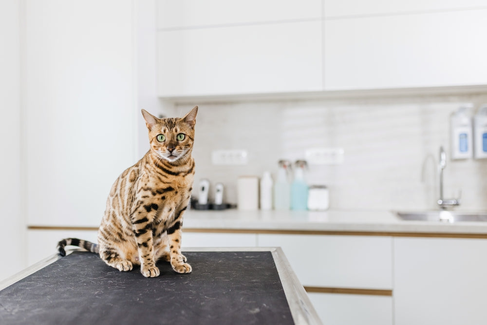 veterinary conversation