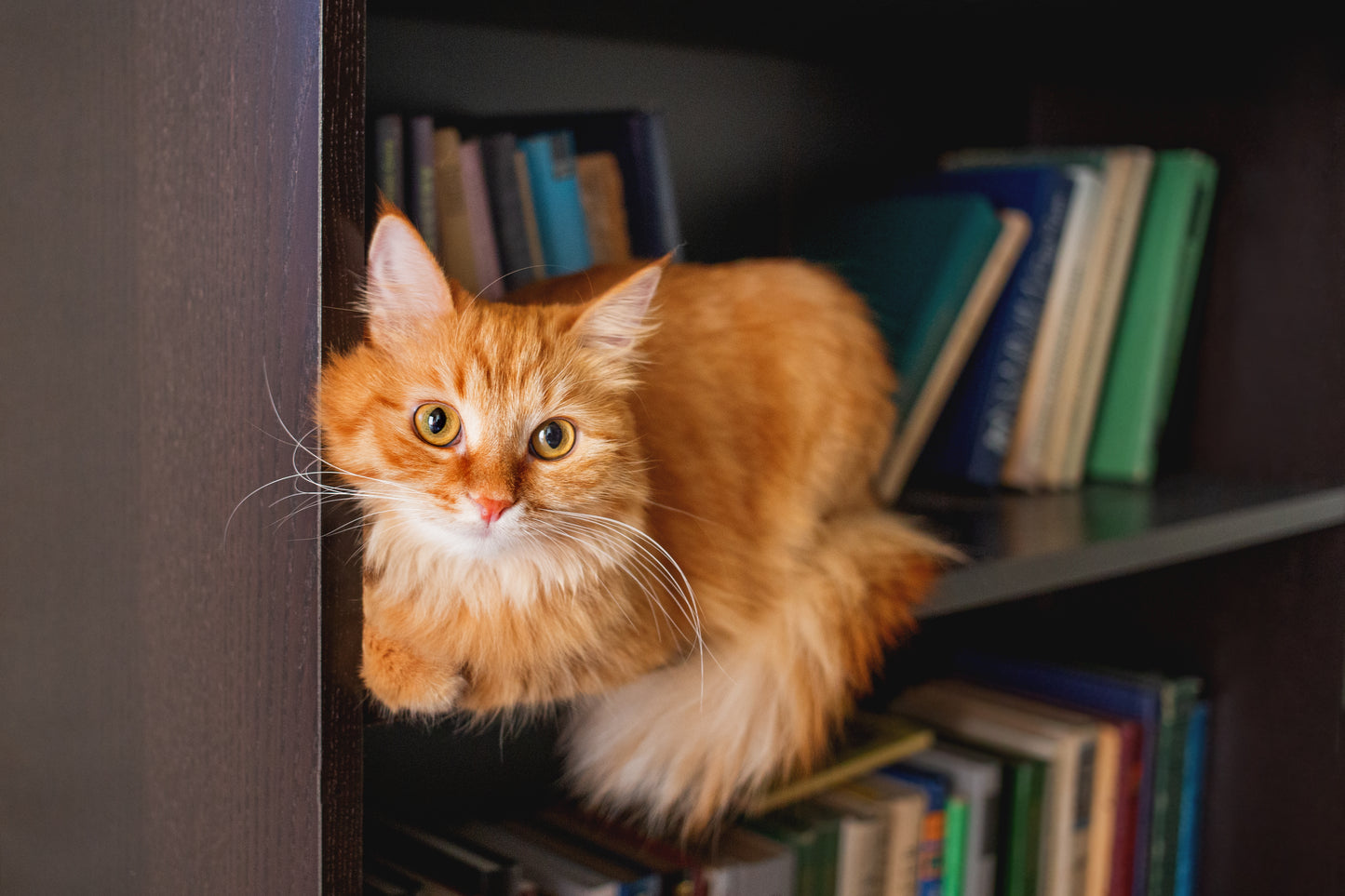 What Cats Want