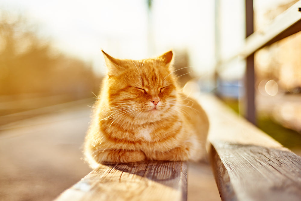 Royal Canin Calm Diet