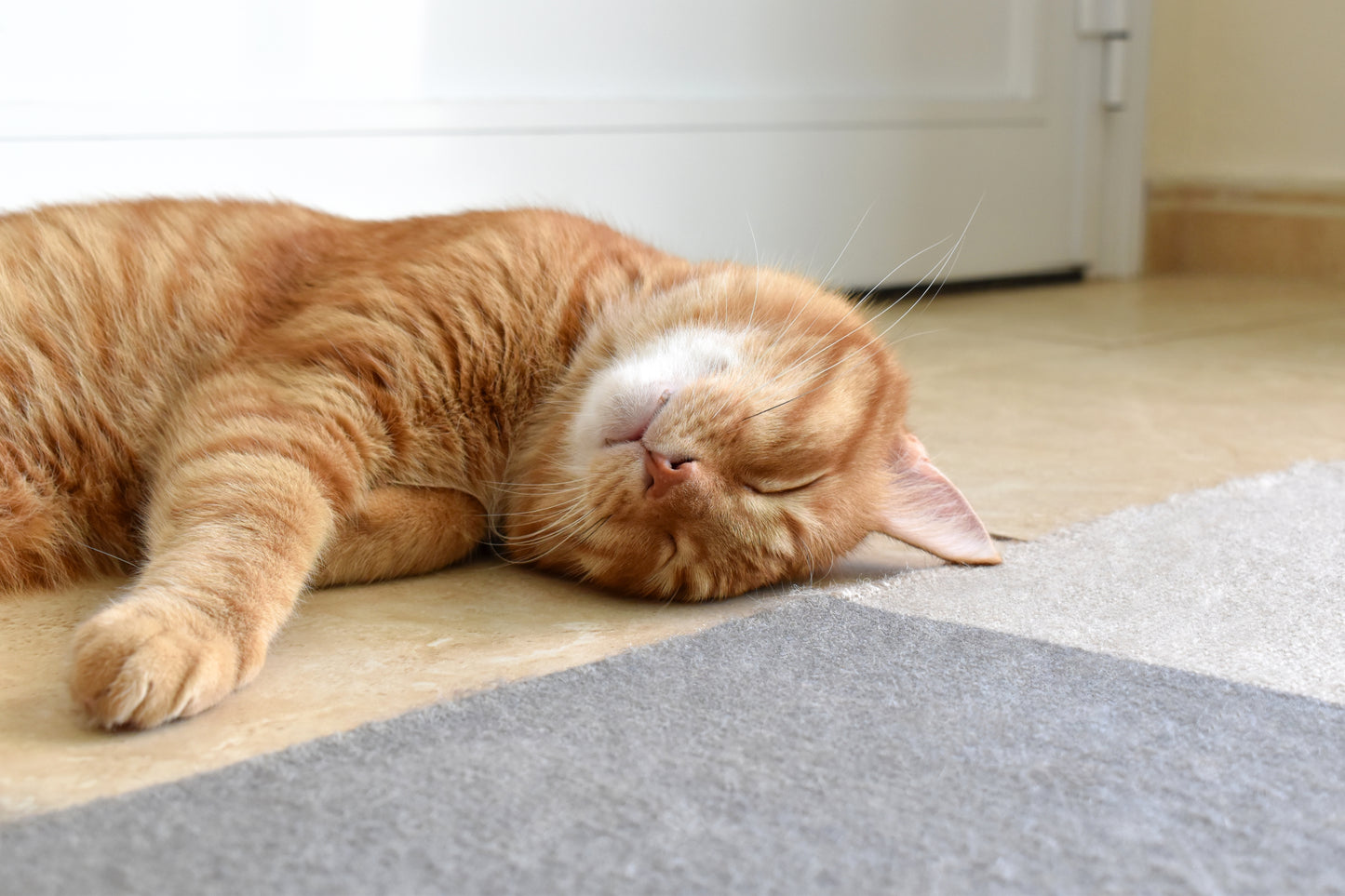Three Monthly WellCat Pack