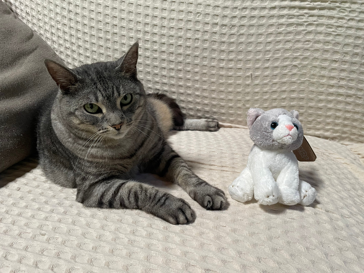 Lil Friends Little Grey Cat EcoFriendly Soft Toy - 15cm