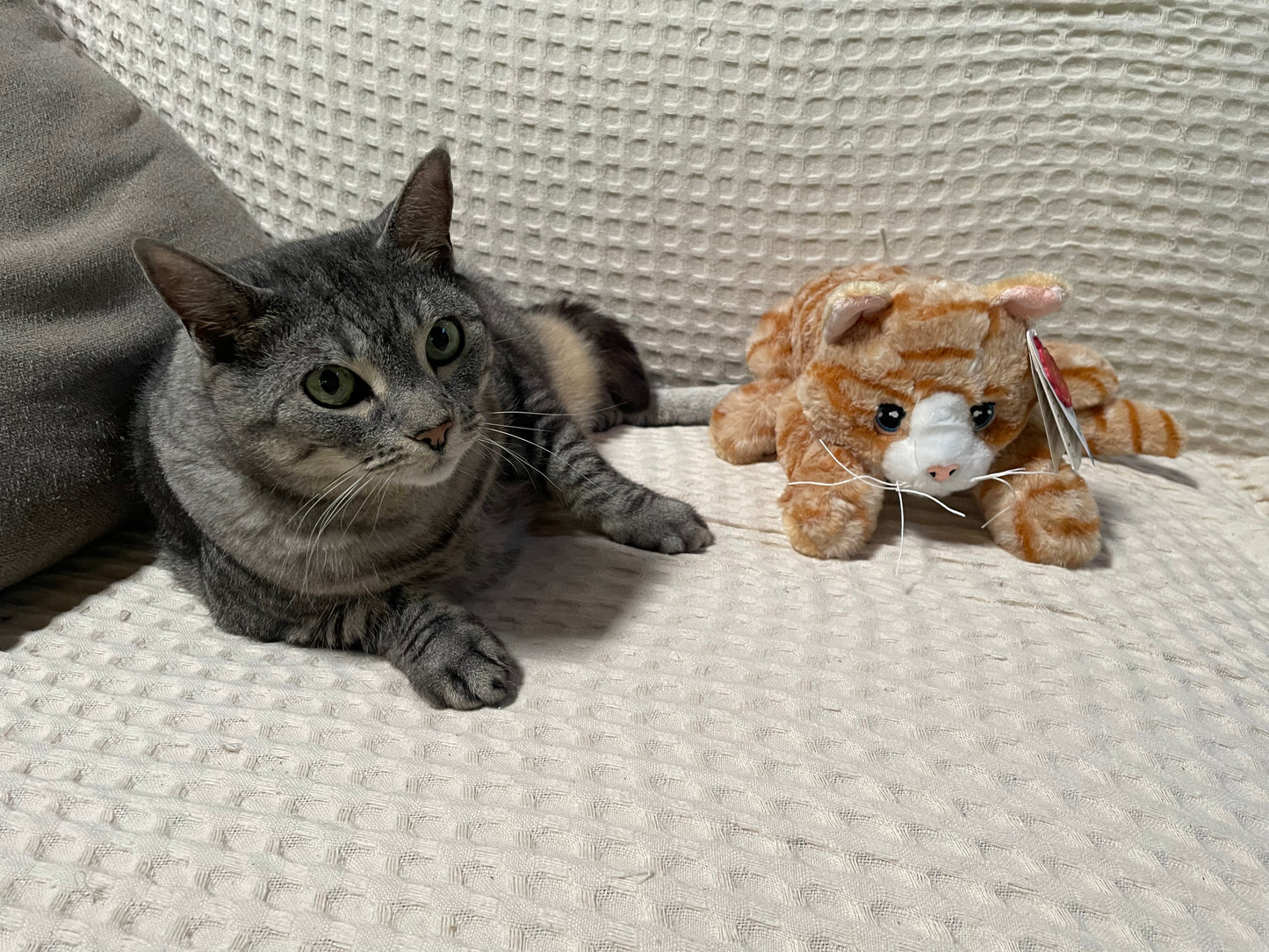 Keeleco 30cm Cat Soft Toys