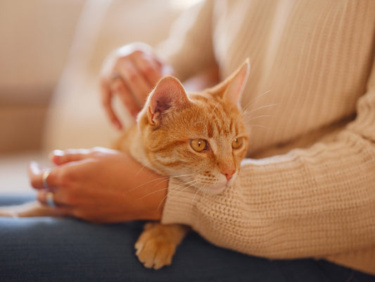 Orange cat lying on a person's lap wearing a beige sweater