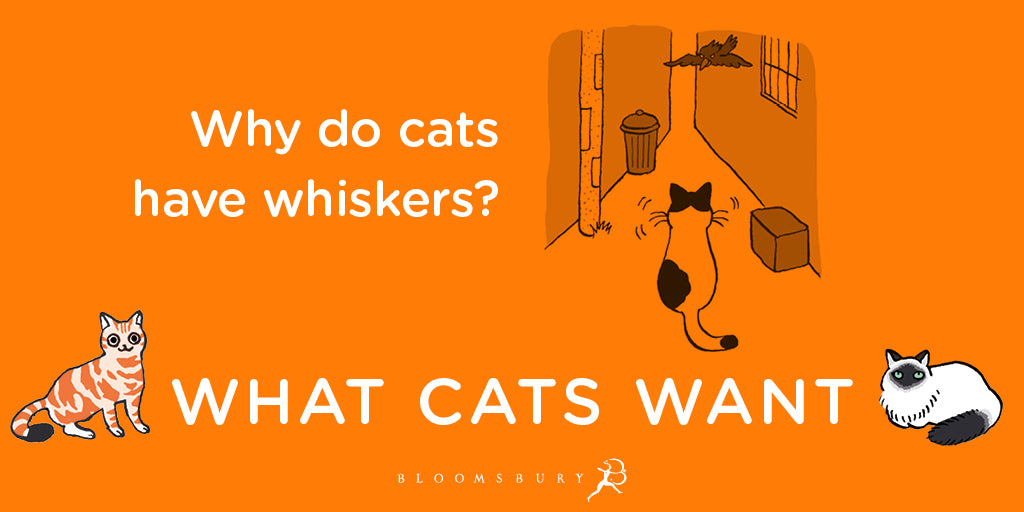 What Cats Want